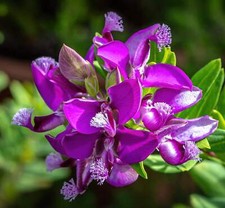 Polygala myrtifolia artemisia usato  Napoli