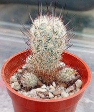 Mammillaria pottsii multicauli for sale  CHESTER