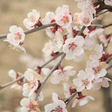 Ornamental prunus incisa for sale  PETERBOROUGH