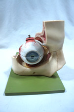 Vintage somso made for sale Vintage somso made for sale  Buckeye