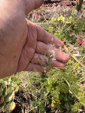 10x Sementes, Pelargonium hirtum (flor rosa), Caudex, Suculenta 15/10/2025 comprar usado 10x Sementes, Pelargonium hirtum (flor rosa), Caudex, Suculenta 15/10/2025 comprar usado  Enviando para Brazil