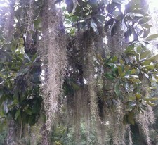 Premium organic live for sale  Oak Hill