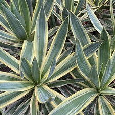 Yucca gloriosa variegata for sale  YORK