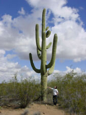 Carnegiea gigantea saguaro usato  Torino