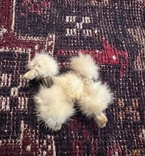 1950 vintage mink for sale  Austin