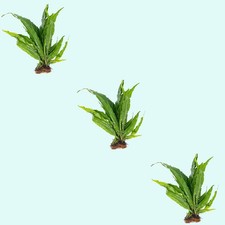 Pack java fern for sale  Terrell
