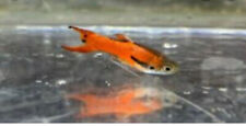 Endler red scarlet usato  Bovezzo