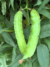 Winged bean seeds for sale  Easton