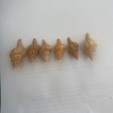 horse conch for sale  Sanibel