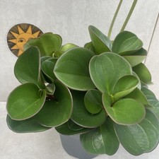 Peperomia obtusifolia obtipan for sale  LIVERPOOL