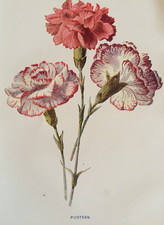 Antique print picotees for sale  TORRINGTON