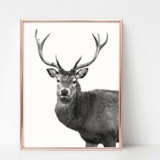 Stag deer print for sale  WOLVERHAMPTON
