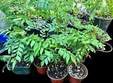 Curry leaf live for sale  Fresno