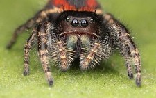 Red back jumping for sale  Ortonville