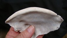 Nice shell dipper for sale  Bainbridge