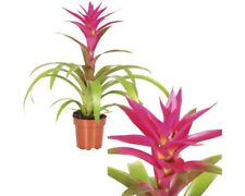Bromelie guzmania cultivars gebraucht kaufen  Deutschland