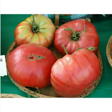 Semi pomodoro gigante usato  Trappeto