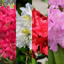 Rhododendron mixed plants for sale  GLASGOW