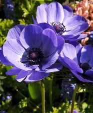 Blue poppy anemone for sale  Hayden