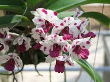 Rare rhychostylis gigantea for sale  HALSTEAD