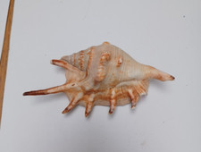 Spider conch sea for sale  BURY ST. EDMUNDS