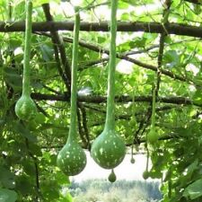 Lot graines courge d'occasion  Chazelles