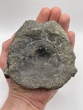 Fossil ichthyosaur vertebra for sale  MAIDSTONE
