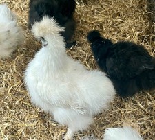 Live free range for sale  EVESHAM