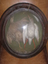 Paire oiseau taxidermie d'occasion  Limoges-