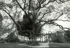 Arbre monumental 1980 d'occasion  Mouy