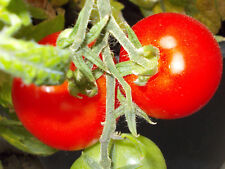 Frühe balkon kübeltomate gebraucht kaufen  Versmold