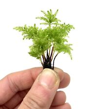 Climacium tree moss for sale  Sequim