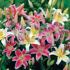 Lilium oriental lily for sale  Fairview