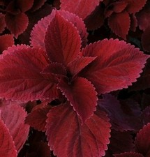 Coleus redhead solenostemon for sale  PORTSMOUTH