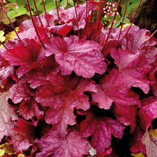 Heuchera berry smoothie for sale  LLANDYSUL