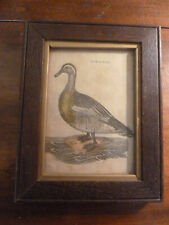 Antique english bird for sale  Louisville