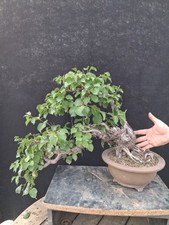 Bonsai prunus mahaleb usato  Montevarchi