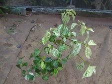 Viburnum japonicum shirakawa for sale  USA
