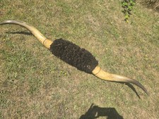 Mounted buffallo horns for sale  UPMINSTER