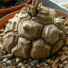 Dioscorea testudinaria elephan for sale  GODALMING
