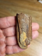 Theropod metatarsal limb for sale  SOLIHULL
