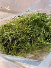 Aquarium moss for sale  Milaca