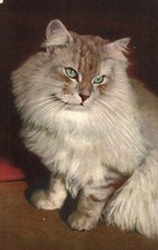 Long haired siberian for sale  Whitinsville