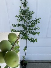 Japanese ume fruit for sale  Temple City