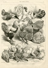 Prize poultry hens for sale Prize poultry hens for sale  COLEFORD