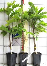 Wisteria venusta kayama gebraucht kaufen  Bad Bergzabern
