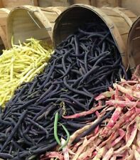 French bean dwarf for sale  BRISTOL
