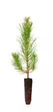 Loblolly pine tree for sale  Moultrie