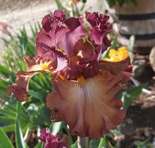 Cinque terre iris d'occasion  Expédié en Belgium
