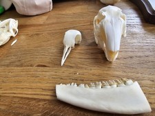 real skull for sale real skull for sale BLYTH